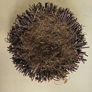 Grandin Road 10" Birch Twig Nest Rustic Twig and Moss Decorative Wreath